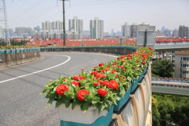 高架桥上怎么栽种花草 建设绿化带