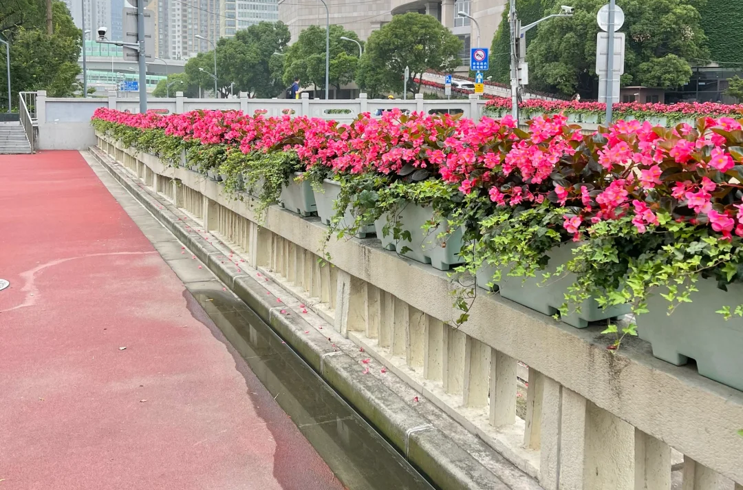 被市政工程优先选择的花箱是什么样的