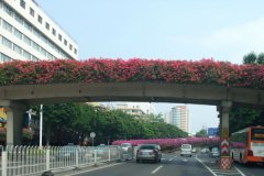 天桥景观新亮点：玻璃钢花盆点缀城市之美